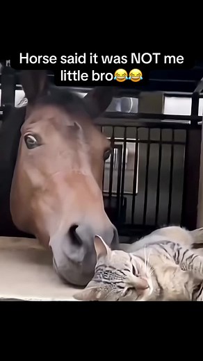 Horse Humor: Not Me, Little Bro!