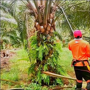 Pruning Pokok Sawit, Pruning Palm Trees | ছাপিত দিয়ে পাম বাগানের ডাল ছাঁটাই করলাম #palm_oil_malaysia #plantation #pruning #পাম_গাছের_ডাল_ছাটায় | MD Hafizur Rahman