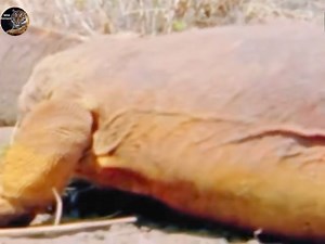 Dragon Reptile wildanimals wildlife hindi#WildlifeWonder #NatureCalls #RoarOfTheWild #JungleFever #SafariSights #IntoTheWild | Bolivia Gastronomica Sucre