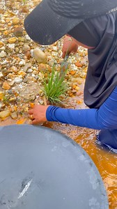 Wow, this is extraordinary, wild aquatic plants contain thousands, even millions, of pure gold. #goldrush #ohmygod #goldnugget #goldhunting #PUREGOLD #goldriver #goldtreasure #golddigging #golddiscovery #goldprospecting #goldpanning #GoldInvestment | Gunawan Satria