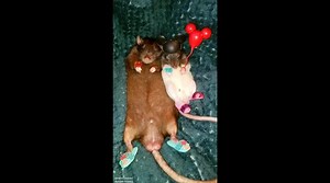 Count Furcula took Frattie Mercury to Disneyland