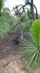 4K views · 290 reactions | Good day from #Tibet, #China. This lovely Chinese Francolin (中华鹧鸪,Francolinus pintadeanus) hopes you all have a wonderful day. I often heard its loud calls when I was a kid in a southern China village. ❤️❤️❤️ #Chinese #nature #birds #wildlife #travel #peace #beauty #beautiful #love | Lin hillside | Facebook