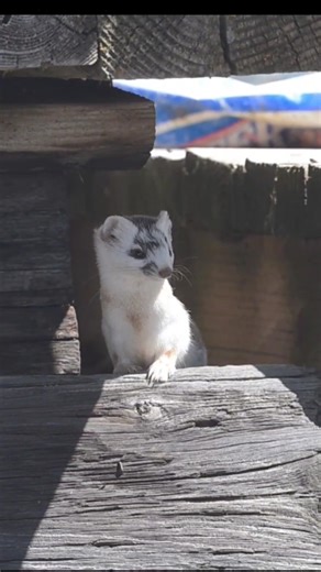 A curious weasel on my porch this spring... Star Valley, Wyoming #Wyoming #wildlife #wildlifephotography | T. Lyn Neufeld Photography