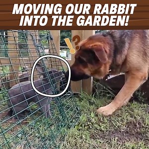 188K views · 2.7K reactions | Moving Newt The Rabbit Into Our Garden! | Roots and Refuge Farm | Facebook