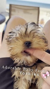 #california #coronadoisland #beachvibes #beachlife #beaches #beachdogs #cutebaby #applecollar #yorkie #fun | Adorable Baby Face Yorkies