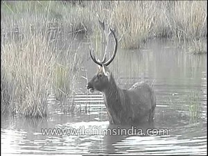 Barasingha stag bathing and eating at the same time