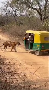 Tiger Tries to Charge at Rikshaw Driver #sora #ai #tiger #jungle #india