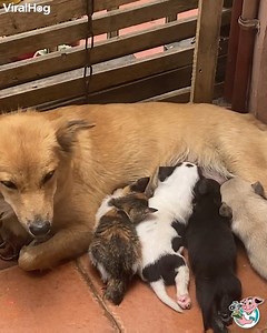 1.6M views · 129K reactions | This sweet mommy doggo feeds this recently adopted stray kitten alongside her pups.  | ViralHog | Facebook
