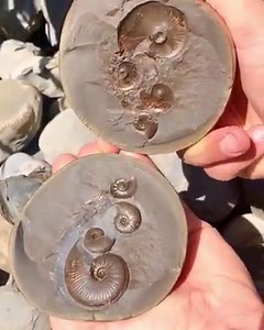 This rare golden stone contains real ammonites from the Jurassic era (over 100 million years ago) 😍🤯 It is rarer that you find one which contain bones 🏝🦕 Yorkshire Coast Fossils | Aurora Borealis Observatory