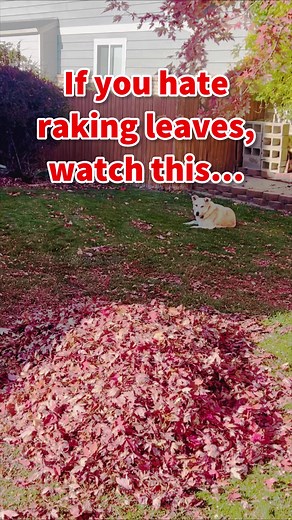 🚨Leaf Raking Hack🚨Do you hate raking leaves as much as I do? I started to mow and mulch it, but after 45 mins my battery died, so I got out some bags for the last bit, and I should have done the whole yard this way, I got the last 3 piles done in 5 mins!!What to do:• Grab a big bag• Shake it open• Put it between your legs• Wrap under your feet to hold the bag• Shovel the leaves in with your hand • Use your rack to bring more leaves to youVoila! Whole pile bagged in under a min, minuscule leave