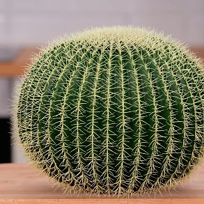 67K views · 306 reactions | Simple plant growing hacks for your gardener! | Transformazing | Facebook