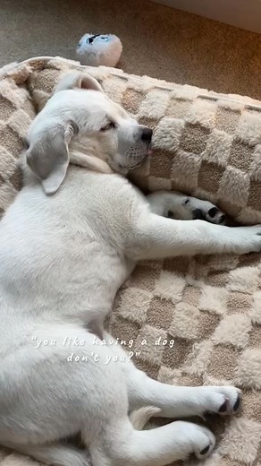 Bawling #CapCut #labradorretriever #puppy #whitelab #puppiesoftiktok #savedmylife #saved | Adrienne G. Dean