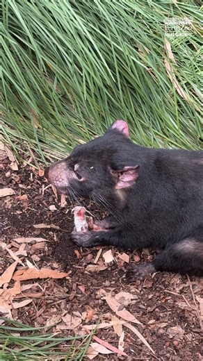 13K views · 279 reactions | Ice ice baby 流 Makena and and Cooee are beating the heat and staying devilishly cool! The duo are searching through the ice-filled tubs to find the tasty mice treats hidden inside. Super refreshing and rewarding! ✅ | Perth Zoo | Facebook