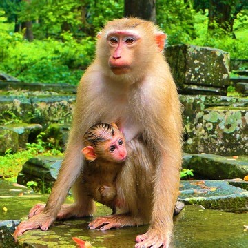 How Cold Baby ? Baby Hugged Mom Hard To Drink Milk In Shacking Cold🐵🐵🐵🐵😍😍😍😍 | Baby Lion