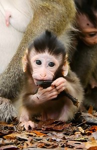 3.8K views · 333 reactions | Monkey Free on Reels | Facebook