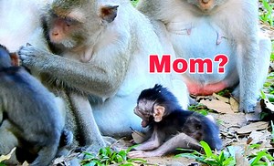 61K views · 1.2K reactions | Most sad angry newborn baby scream calling Mom take allow milk | Monkey Mister | Facebook
