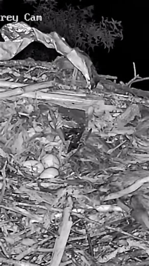 Mom at the Moraine Osprey nest was attacked again by a great horned owl! #osprey #nestcam #livestream | PixCams