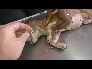 " Helpless Dog " Removal of the maggots from helpless dog