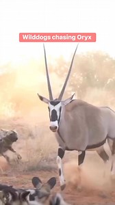 1M views · 8.2K reactions | Wild dogs chases oryx #Oryx #wilddog #animals #nature #naturelovers #wildlifephotography | Wild Wonders | Facebook