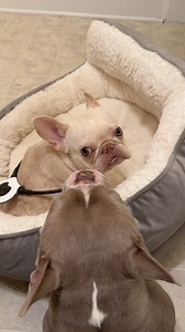 11K views · 765 reactions | Just some Esmeralda and Priscilla cuteness. Using an Assisi loop on Esmeralda right now that the phyiscal therapist recommended to help with pain and inflammation. Thank you so much again to the fab supporter who sent it ❤️ #bullylover #frenchielover #happydogs #rescuedogs | Roadogs Rescue | Facebook