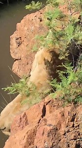 316K views · 3.9K reactions | Lion Jumping Skills #cat #fun #wild | Kevin Richardson | Facebook