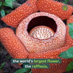 Epic facts about the 7 continents 🌎 | UberFacts