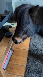 35K views · 1K reactions | Showing your horse  how too use Alexa  #horses #pony #Amazon #amazonalexa | The Adventures Of Patrick The Pony | Facebook