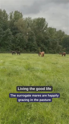 Our pregnant Equiception surrogate mares are enjoying their time grazing in the pasture until they are ready to be picked up by their owners. Each mare stays with us until she is 45 days pregnant. -- Onze drachtige Equiception draagmerries genieten van hun tijd op de wei totdat ze opgehaald worden door hun eigenaren. Elke merrie blijft bij ons totdat ze 45 dagen drachtig is. | Equiception