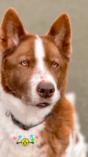 Day 2 of of our love a large dog series ☺️ Meet Ringo, our 7 year old Akita mix. He’s another extremely well tempered dog that has been with Friends for far too long. Why? Probably because he’s larger and older. He’s a favorite of our in house trainer Diane Pearl who’s advocating for him-here’s a few notes from Diane: He’s a well mannered, easy going dog that’s good around people and easy to walk. He doesn’t need a lot of space to roam around and would enjoy leisurely walks around the neighborho