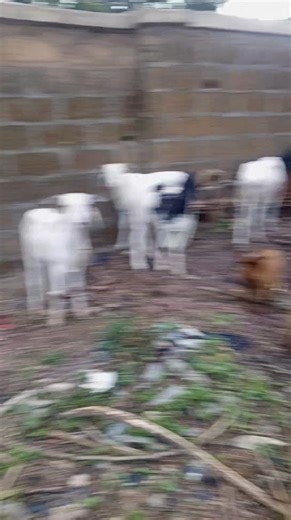 Awon Agbo Odun wa ni odo wa ni Ikoyi ile Osun state ni owo tio gajuara lo. address. opp mojkam petrol fuel state Num to call.08133084830 | Adejare Ibrahim