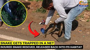 Snake gets trapped in a net near Dolphin circle, Calangute. Injured snake rescued, released back into its habitat #Goa #Goanews #Snake #Trapped #Calangute #Injured | In Goa 24x7