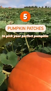 Can you believe October is right around the corner? Whether you’re into jack-o'-lanterns 🎃 or spooky sights 👻, there are 10 pumpkin patches around the state to check out. | Explore Georgia