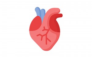 [PPT] Cyanotic Congenital Heart Disease PPT Slide (Presentation)