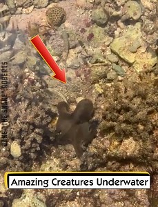 Amazing Creatures Underwater | Jake "The Snake" Roberts