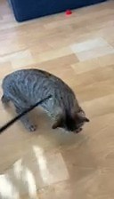 Meet Chippy on Saturday at the PetSmart in Downers Grove from 11am to 3pm Hey! I’m Chippy! I’m a tabby girl who was born in July and I’m living up to the namesake holiday of that month, Independence Day. Between me and my three siblings (Chimichanga, Chicklet, and Chilton), I’m the most independent of the group and a little more reserved, too. With great power comes great responsibility, and my power is being cautious on the scene while I check things out. I enjoy time with people and being pett