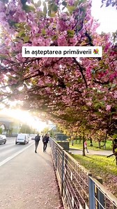 🫶 Unul dintre cele mai așteptate anotimpuri, primăvara în #BaiaMare! Flori colorate, relaxare și multă bună dispoziție. 🥰🌷🌷🌷#baiamare #maramurescotidian | Maramureș Cotidian