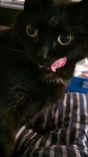 Treats ❤️👀😭😳😻😼😽👁️