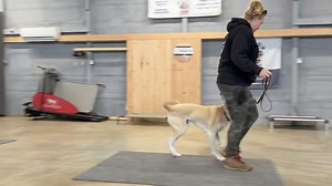 Iggy working hard on his heel with trainer Susan! #balancedtrainer #marylanddogtrainer #mdk9 #dogtrainer #localdogtrainer #mdk9training #dogboardandtrain #mdk9boarding | Mason Dixon K9