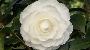 Bất thường đằng sau cơn sốt cây bạch hải đường