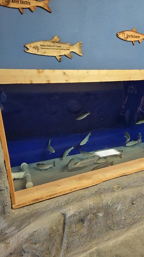 Hatching Rainbow Trout Eggs in the lab. #mackayffa #IdahoCTE #IdahoEducation #IDFG | Mackay FFA