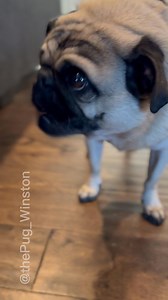 #pug #snacks #chewing #pugsnotdrugs | Winston The Pug