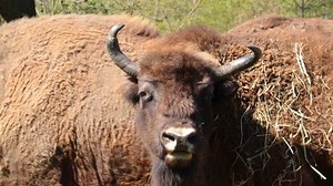 Close-up On Large Bison Bison Looks Stock Footage Video (100% Royalty-free) 1099208883 | Shutterstock