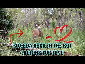 Florida Whitetail Buck in The Rut Looking For Love