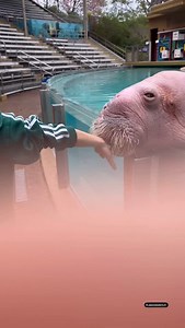 Meredith Andrews on Reels