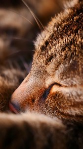 A nappy kitty is a happy kitty! 😸❤️🐾 #liamtheeverydaycat #catnap #sleepycat #catsleeping #catfacts | Liam The Everyday Cat