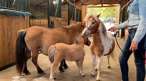 Découvrez les chevaux miniatures ! 🐴🥺 | TL7 - Loire