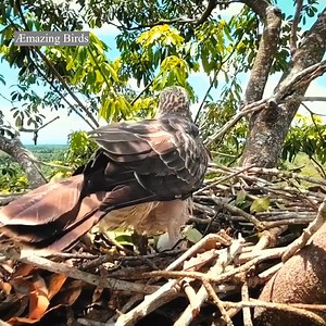 13 reactions | Crested honey buzzard birds Protect her eggs in the nest | Æmazing Birds | Facebook