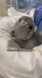 105K views · 6.6K reactions | Watch closely! Our critically...