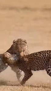 Leopard battle | battle of kingdom #viralreels #battle #animalworld #BattleofKings #leopard | Nature Unleashed