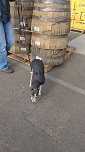 Huckleberry hound dog girl is at Tractor supply today 🥰 | Molalla Mini Aussies